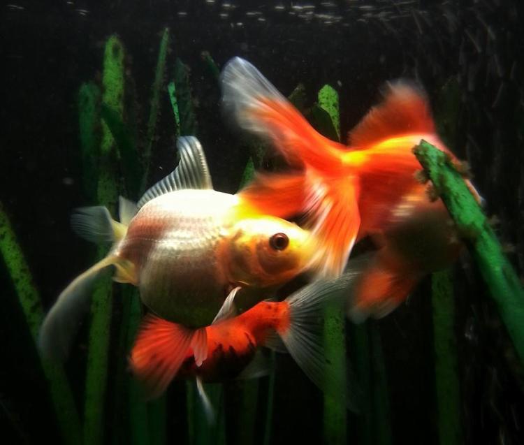 10449531_10204340170251571_6643697689090034085_n